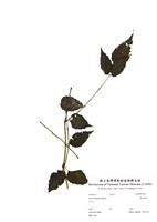 藏品(裏白蔥木)的圖片